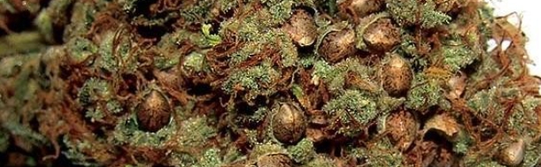 conversie verhogen voorbeeld: marijuana seeds