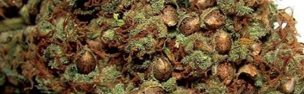 case study Marijuana Seeds